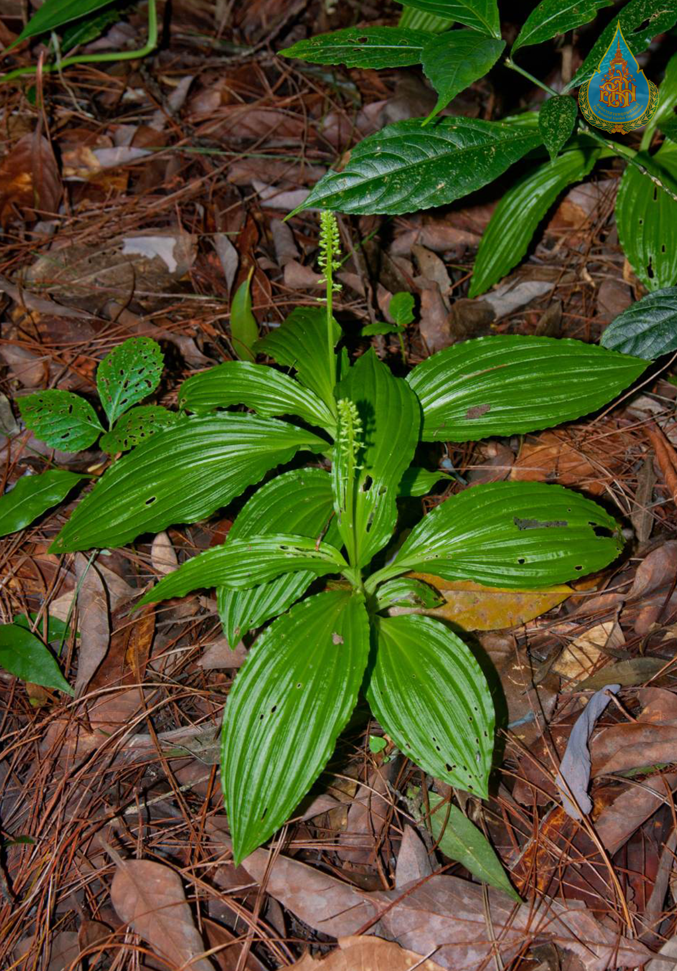 หูเสือมรกต Crepidium maximowiczianum (King & Pantl.) Szlach.<br/>ORCHIDACEAE
